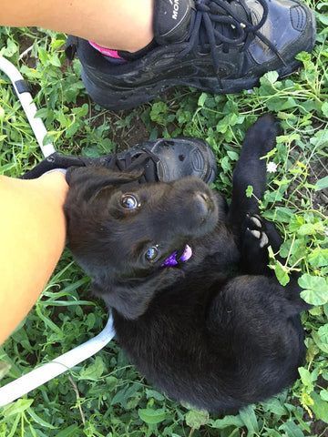 A black puppy is laying on its back in the grass next to a person 's foot.