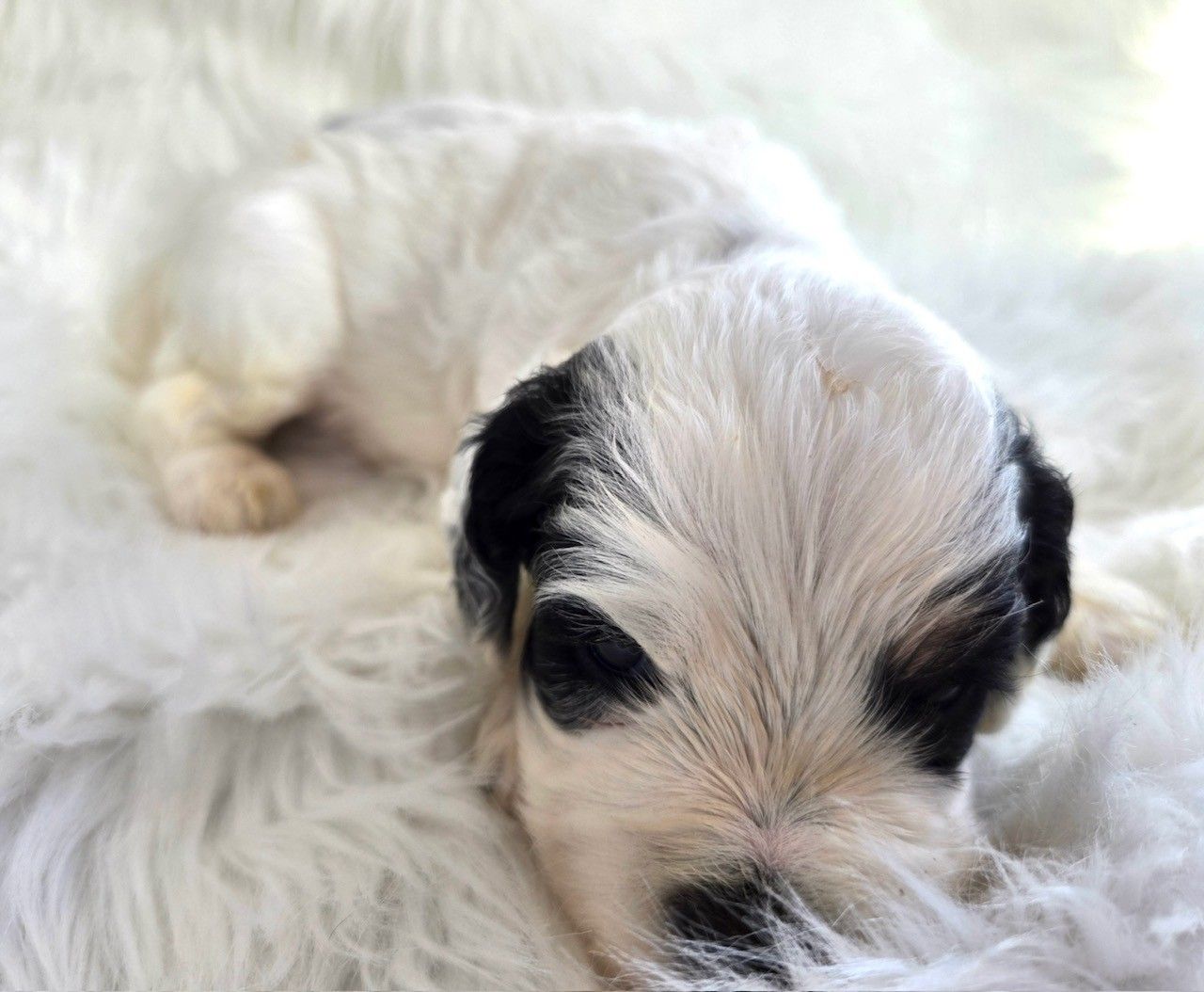 Spotted brown and white Cocker Spaniel dog sitting on green grass with tongue out, wearing a blue collar.
