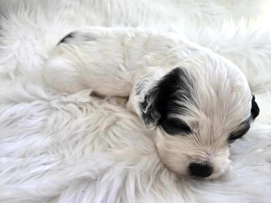 Spotted brown and white Cocker Spaniel dog sitting on green grass with tongue out, wearing a blue collar.