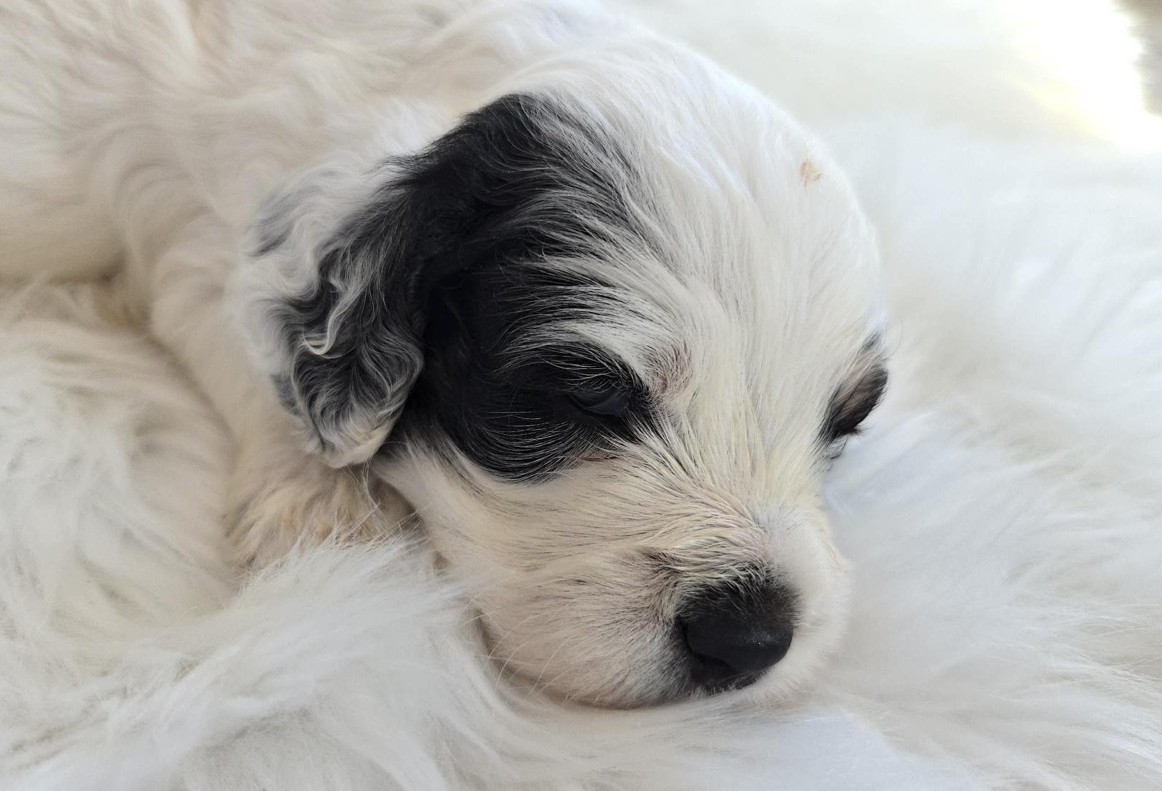Black and white dog sitting in grass, looking towards the camera.