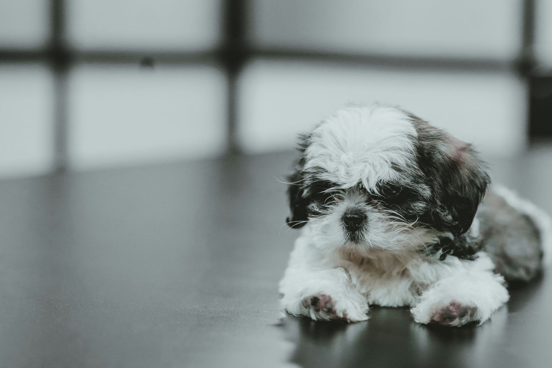 Shih Tzu puppy with black and white fur lying on a reflective surface.