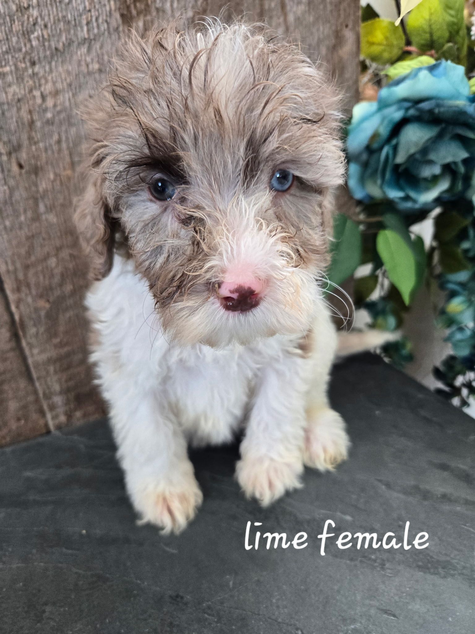 Small brown-and-white puppy sitting on a fluffy white blanket against a wooden backdrop; labeled “green female.”