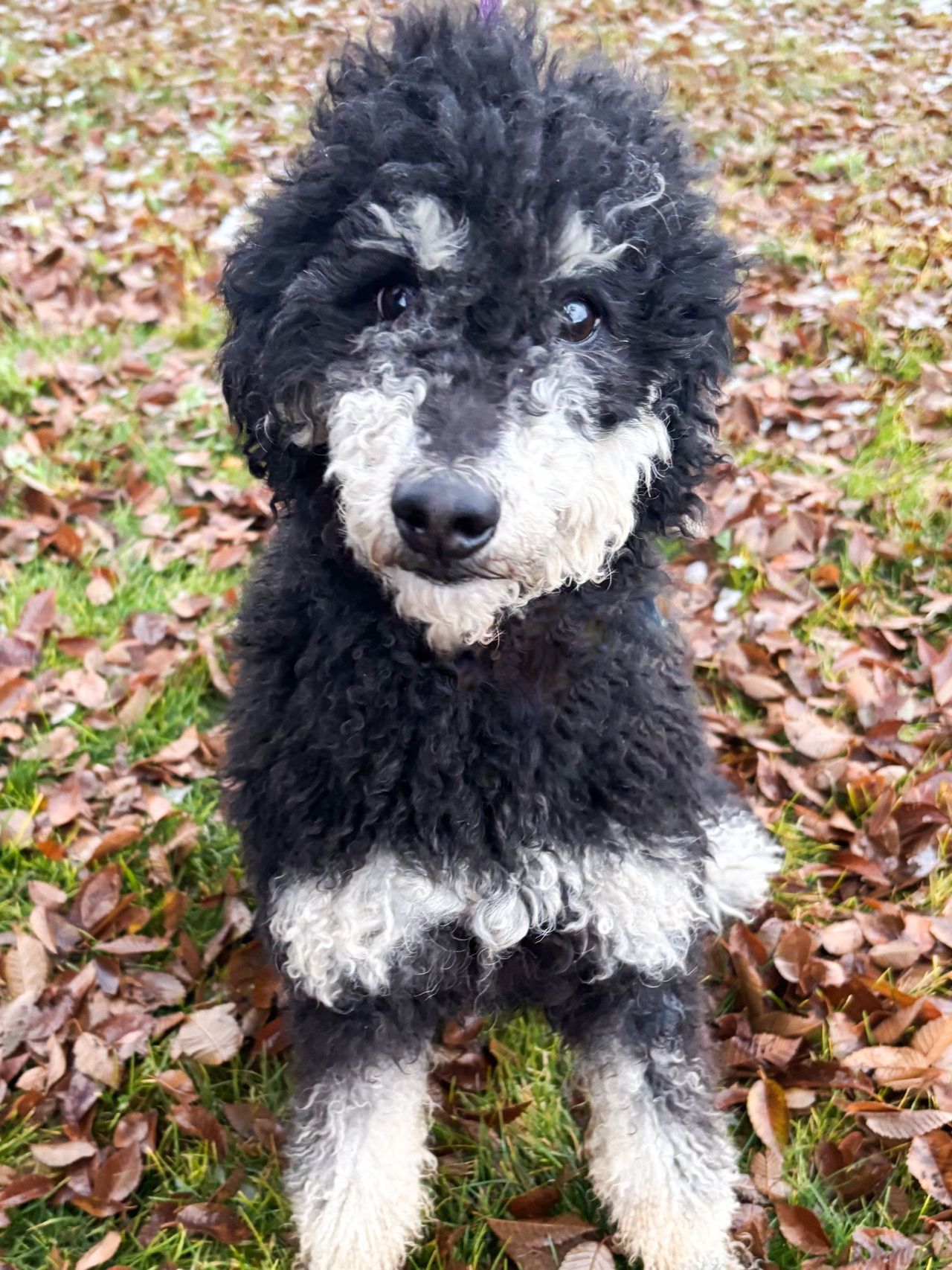 Black and white dog sitting in grass, looking towards the camera.
