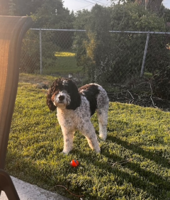 A black and white dog is standing in the grass next to a chair.