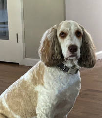 A brown and white dog is sitting on a wooden floor in a room.