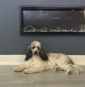 A dog is laying on the floor in front of a fireplace