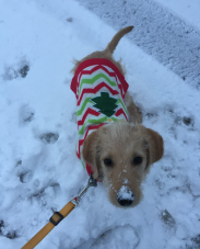 A dog wearing a sweater with a christmas tree on it