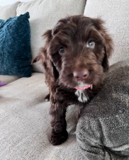 A brown puppy is sitting on a couch looking at the camera.