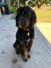 A small black dog is sitting on a sidewalk looking at the camera