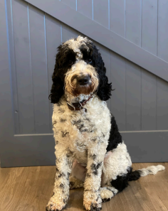 A black and white dog is sitting on a wooden floor.