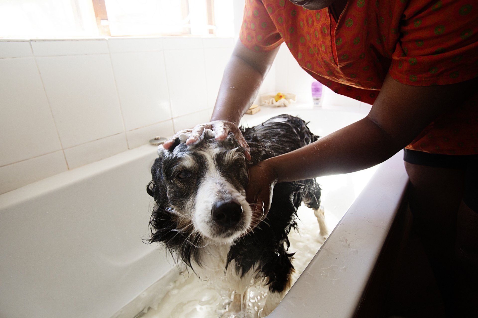 Happy Dog — Arlington, TX — Pet Club Happy Dog — Arlington, TX — Pet Club