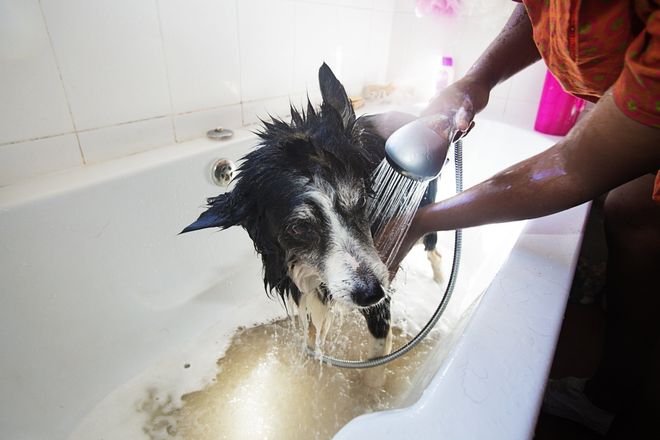 Pet Grooming Service — Arlington, TX — Pet Club Pet Grooming Service — Arlington, TX — Pet Club