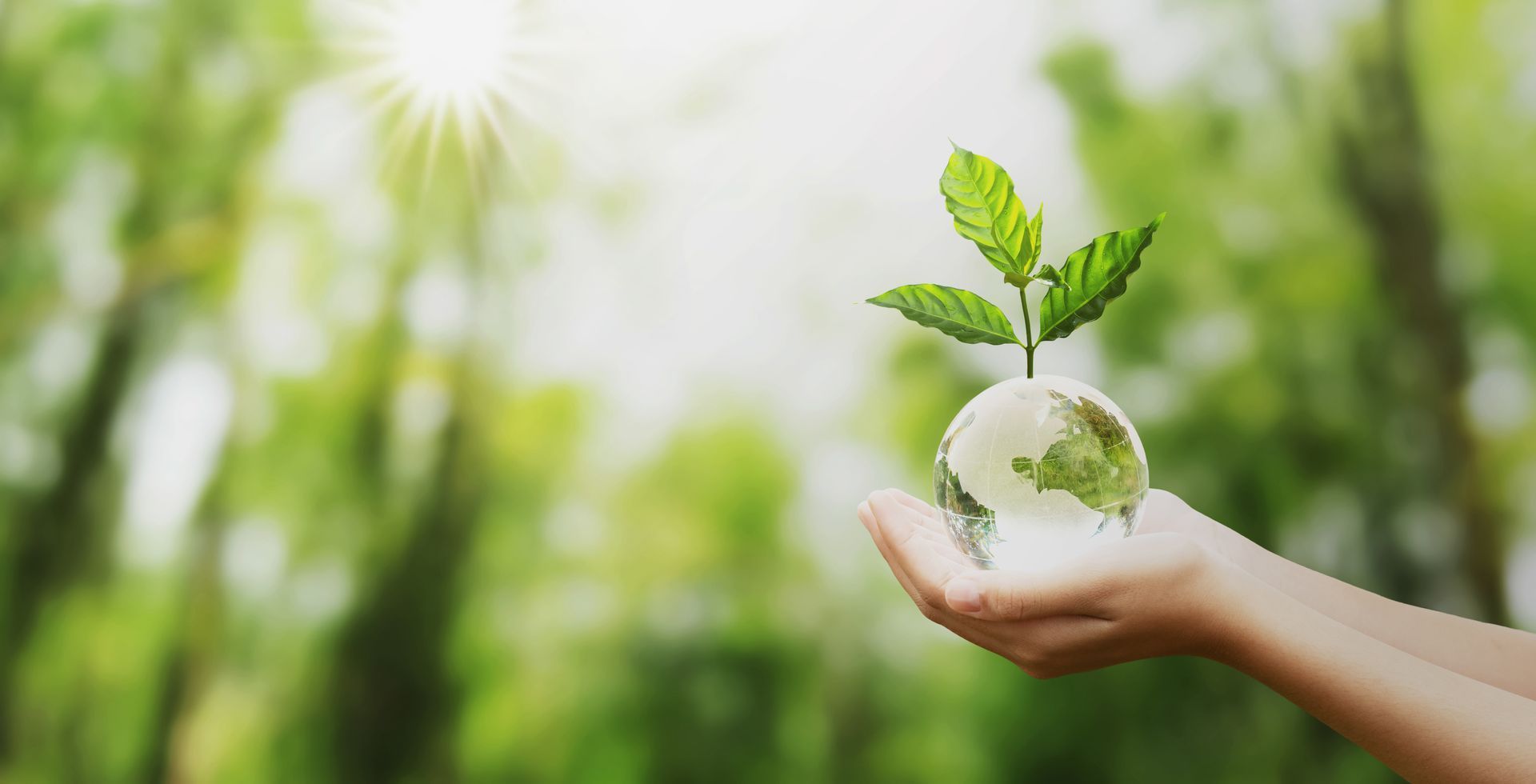 Hands holding a glass globe with a sprouting plant, set against a blurred green forest backdrop and sun.