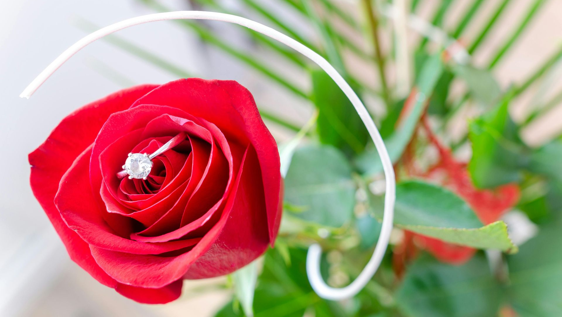 Diamond ring inside a red rose.