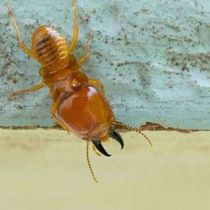 Termite Control