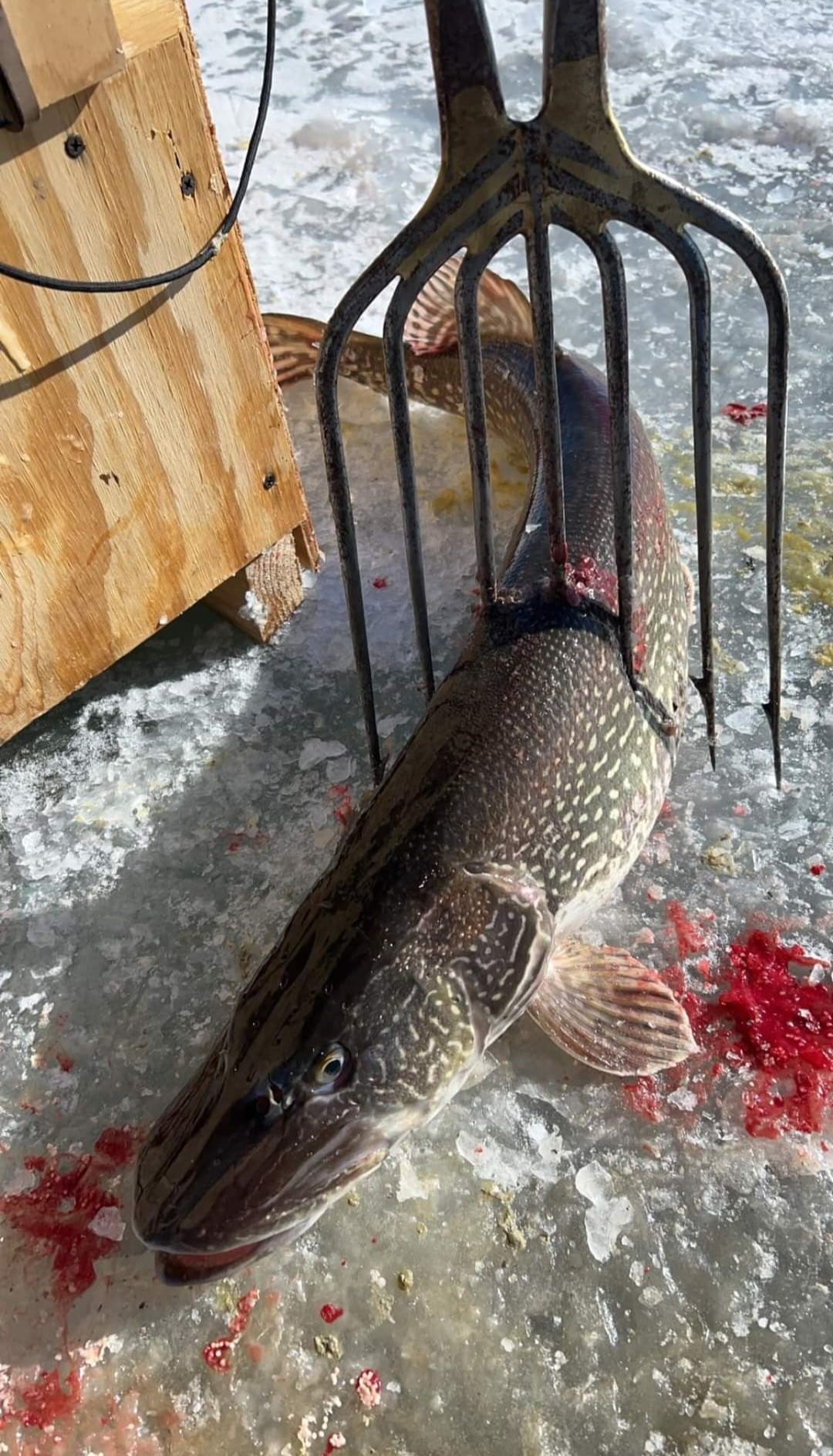 A large fish is laying on the ice next to a fork.