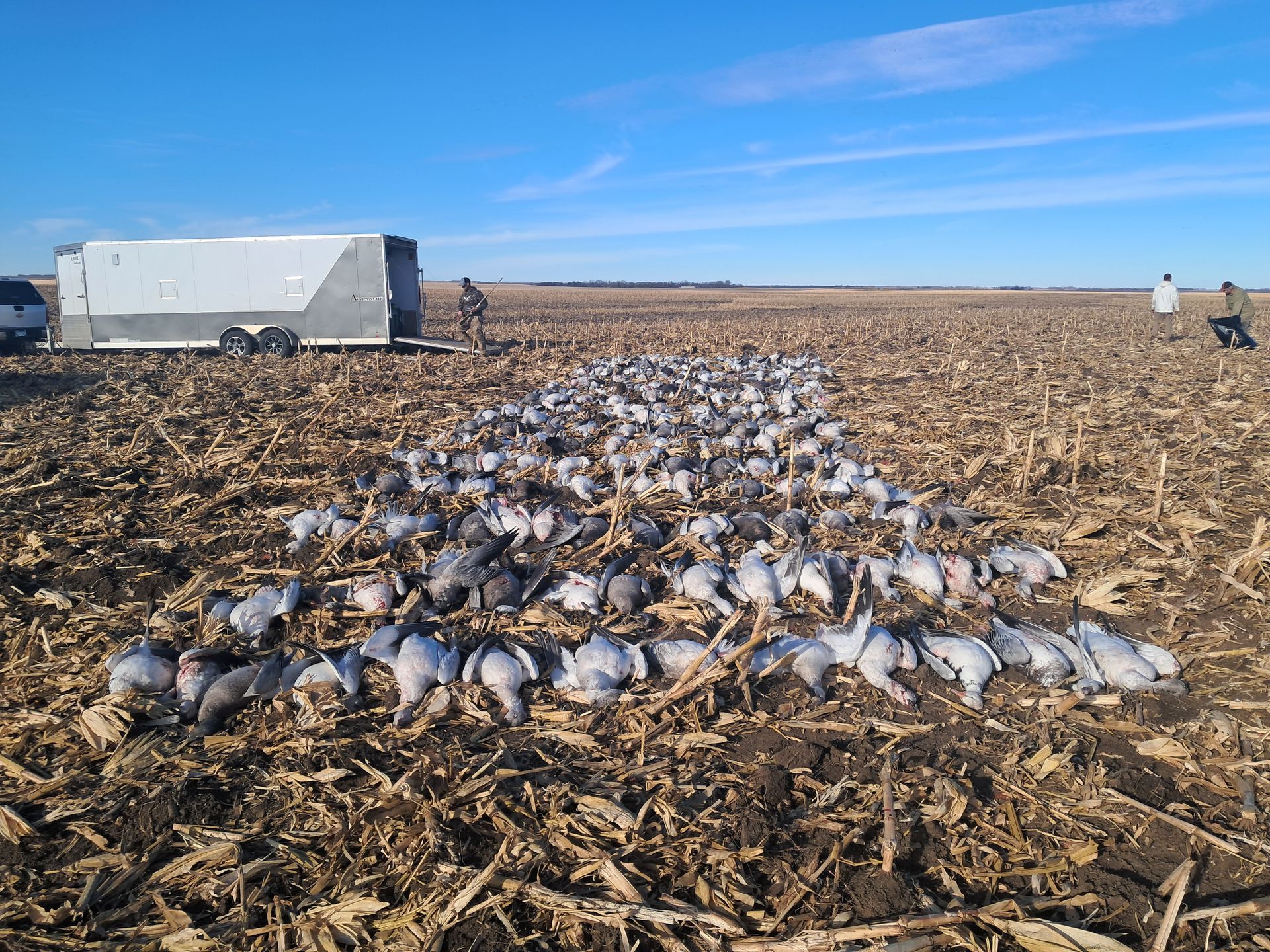 spring snow geese ND