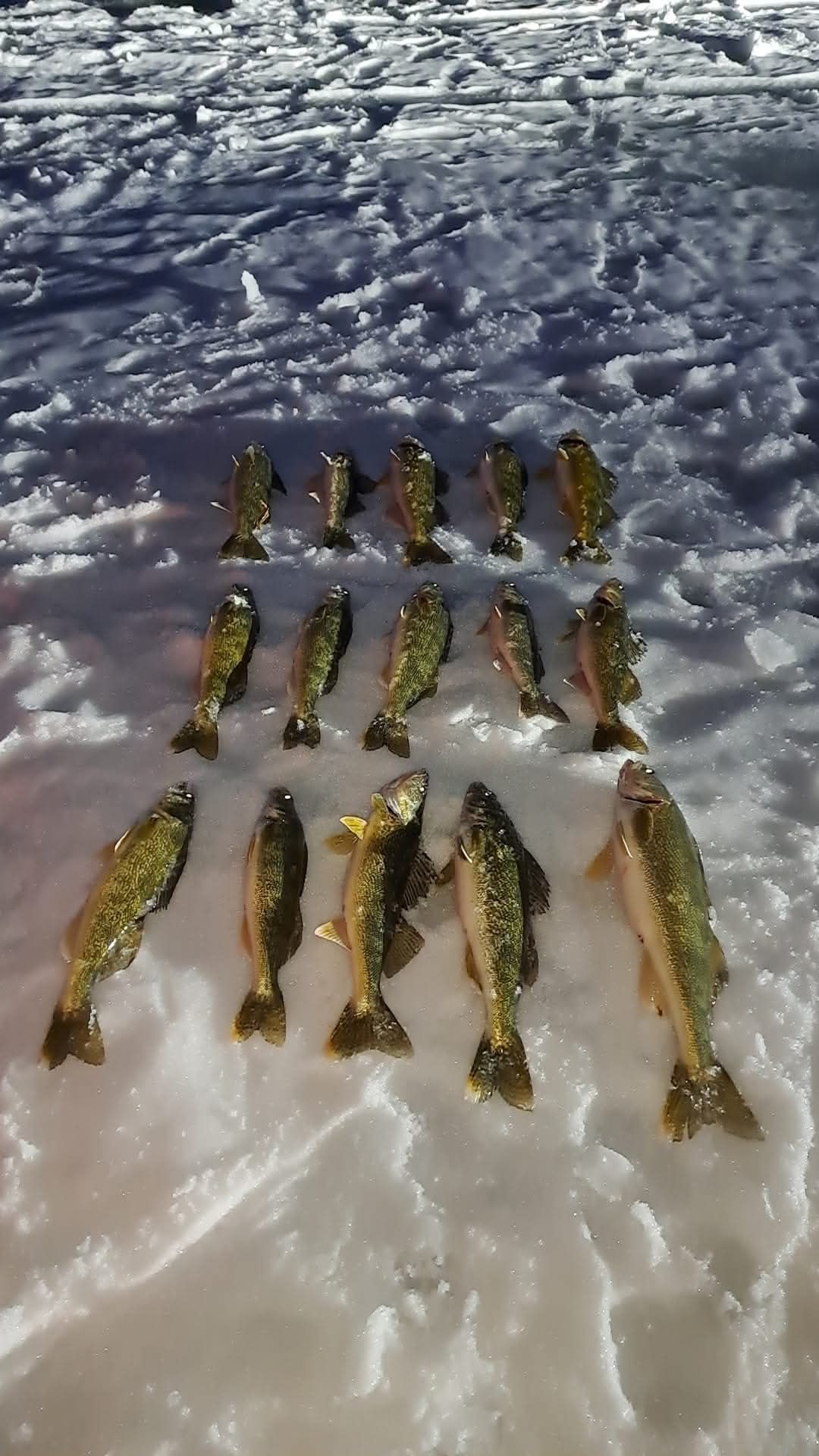 A bunch of fish are laying in the snow