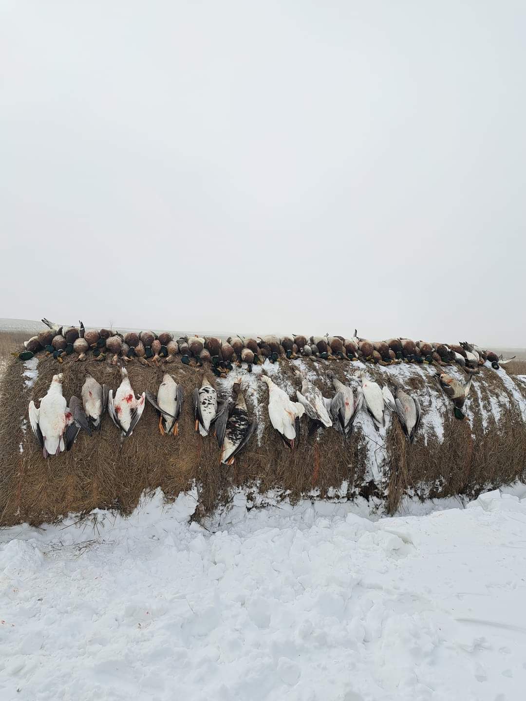 A large flock of ducks are standing in the snow near a pile of hay.