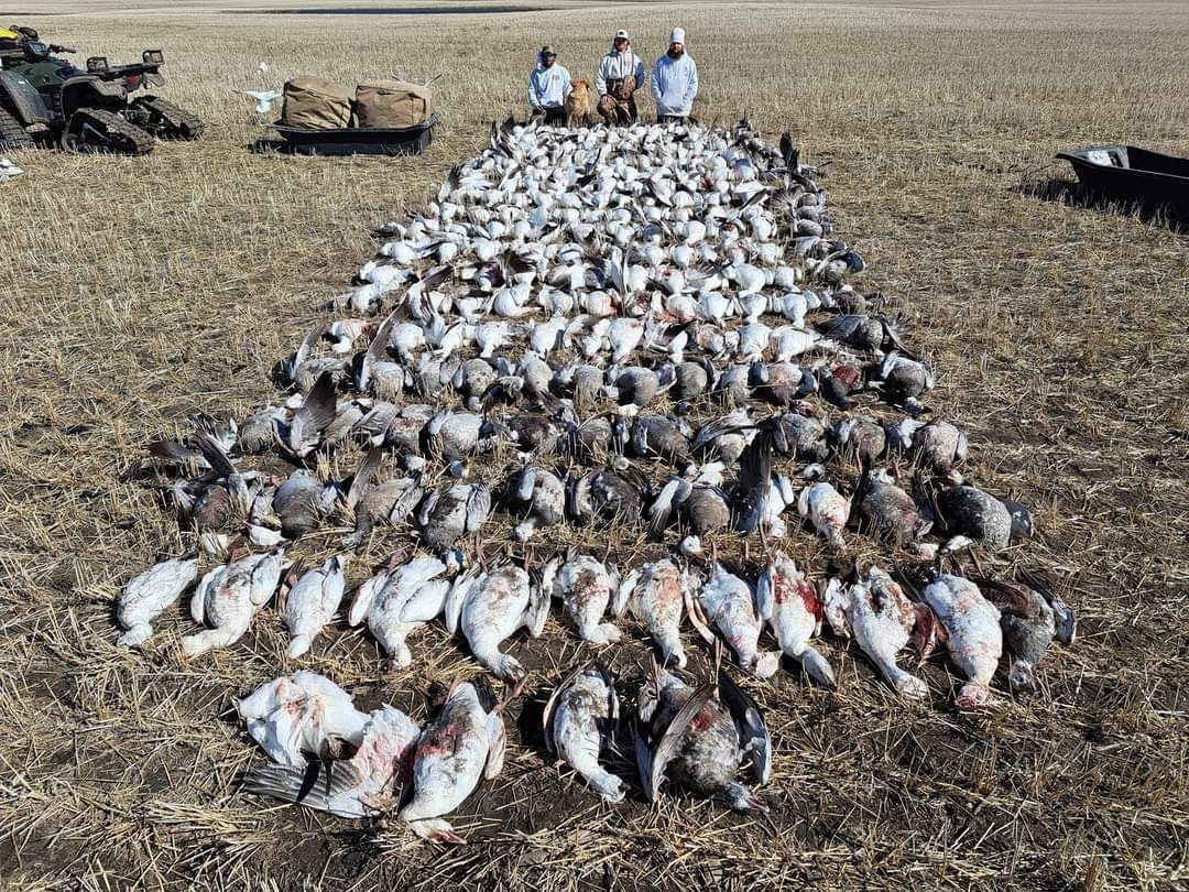 snow goose guide