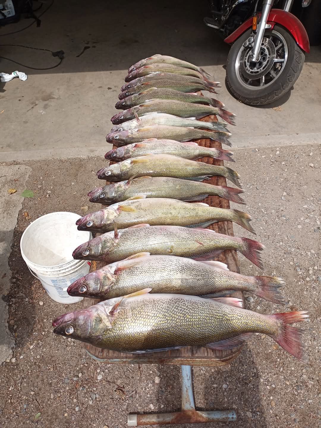 A row of fish sitting on top of a wooden table next to a motorcycle.