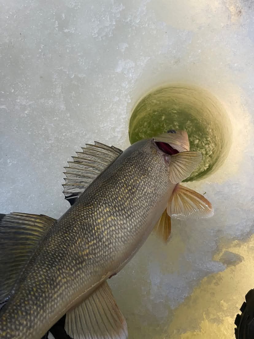 A fish is sticking its head out of a hole in the ice.