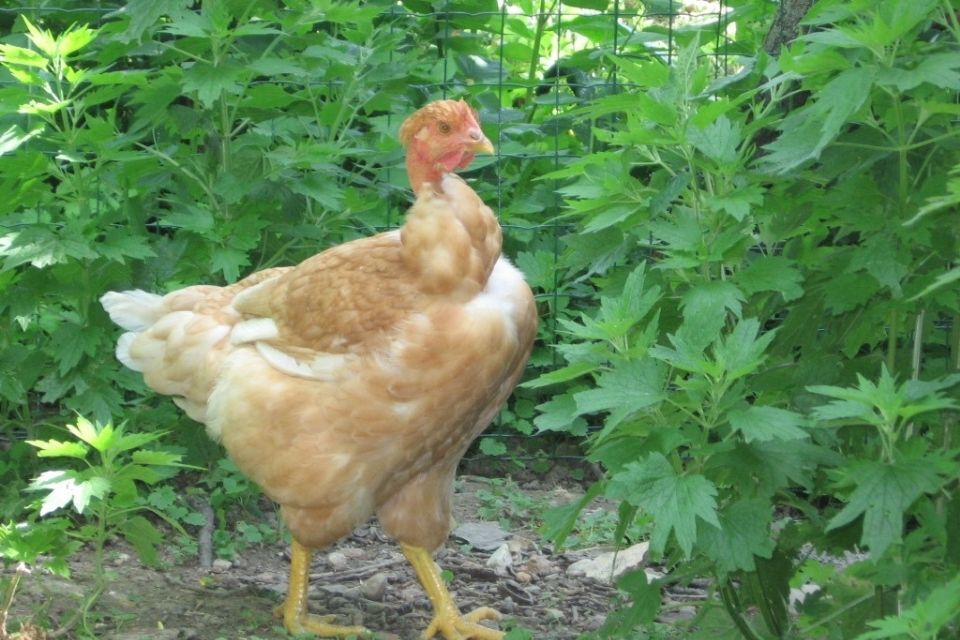 galline da allevamento