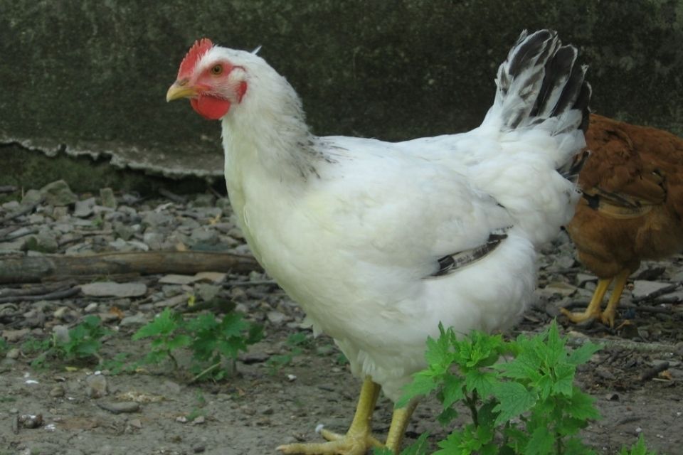 gallina bianca