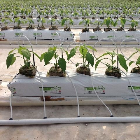 Filas de plantas de pimiento en un invernadero hidropónico, con tuberías de riego blancas que suministran agua.