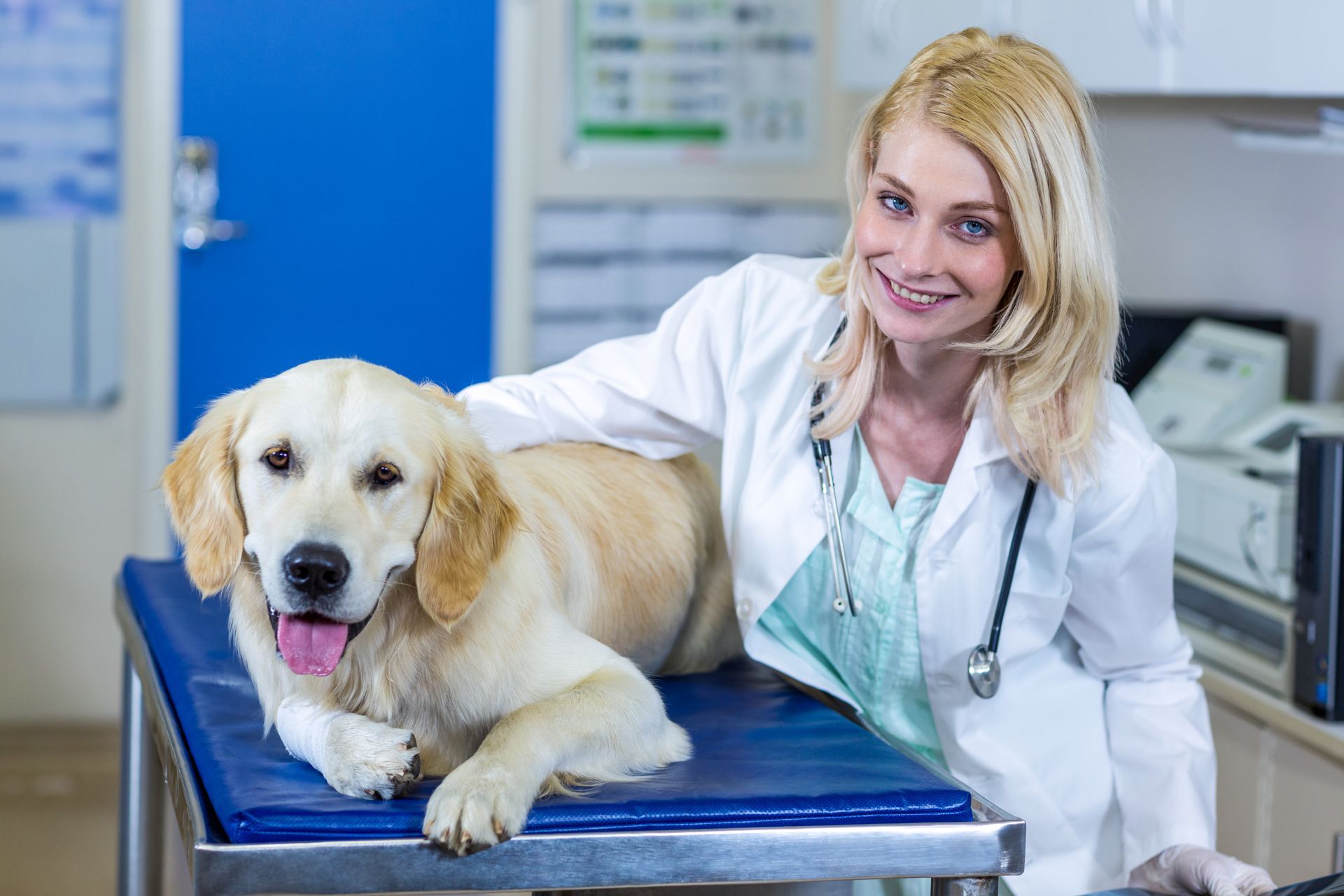 smiling female veterinarian stands next to a Labrador dog on examination table to promote the benefits of online membership offers