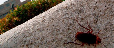 Ants — Cockroach Outside in Olmsted Falls, OH