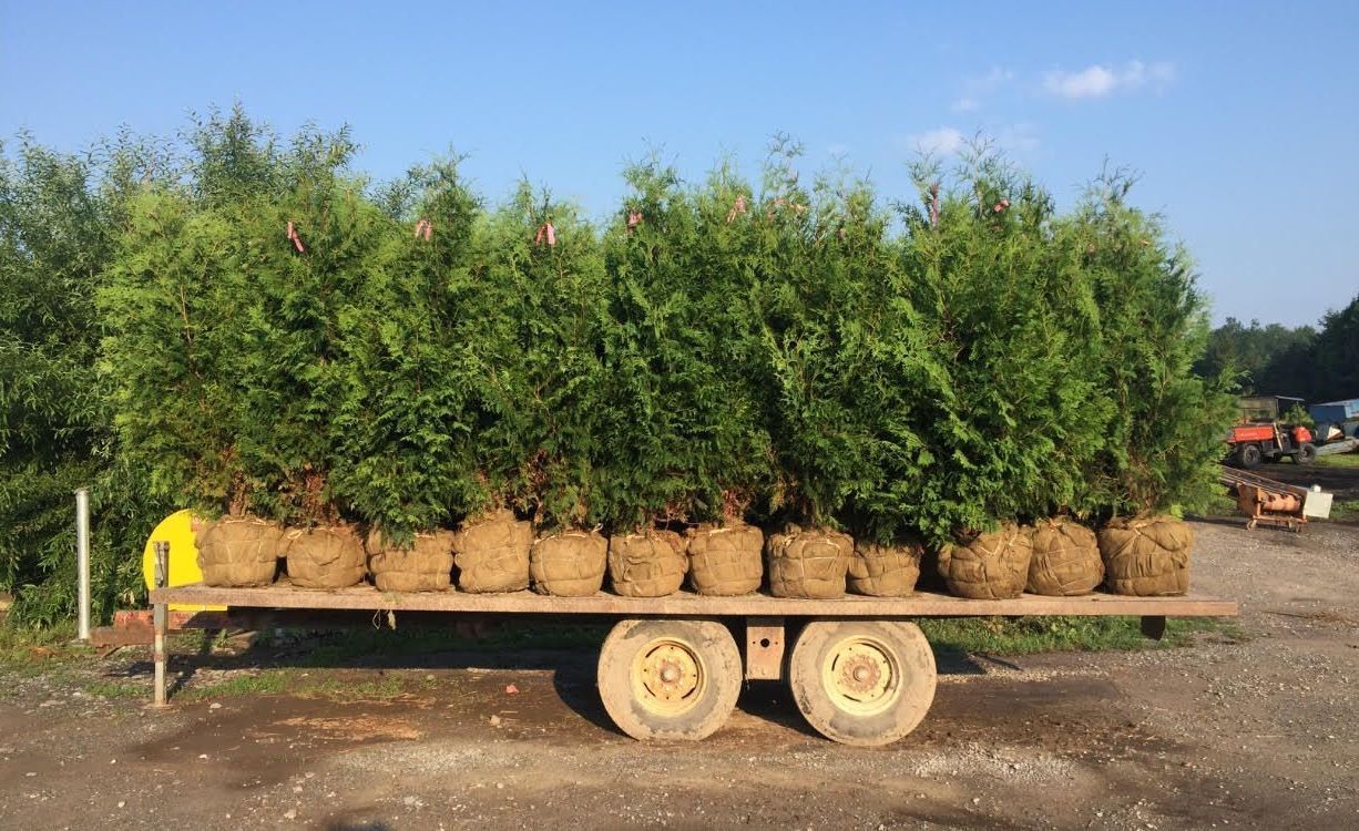 Une remorque à plateau chargée d'arbres verts en pot, garée à l'extérieur sous un ciel bleu.