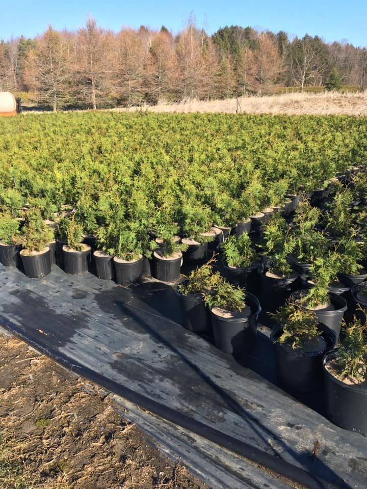 Des rangées d'arbres à feuilles persistantes en pot dans un champ, avec une forêt en arrière-plan par une journée ensoleillée.