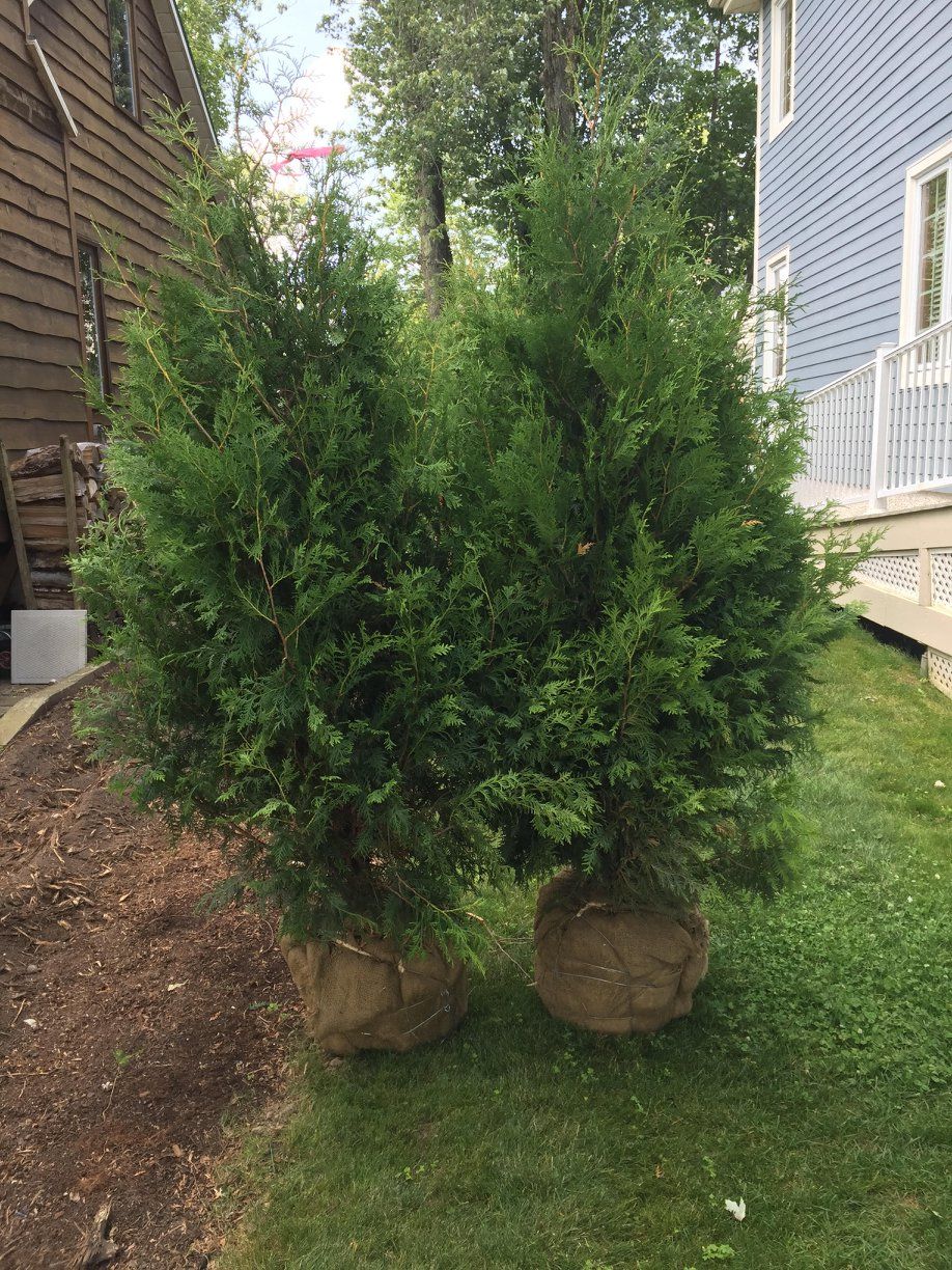 Quelques arbres assis au sommet d'une pelouse verte luxuriante à côté d'une maison.