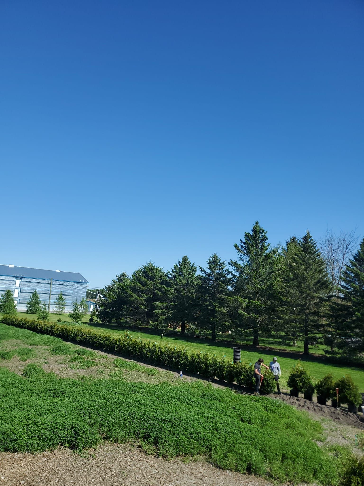 Ciel bleu au-dessus d'un paysage verdoyant avec des arbres et des bâtiments en arrière-plan. Deux personnes se tiennent près des arbres.