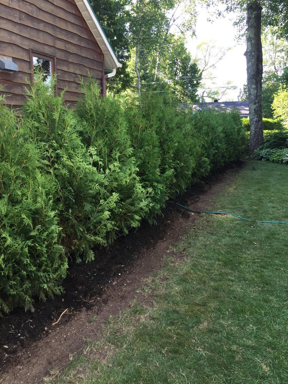 Une rangée de buissons dans une cour à côté d'une maison.