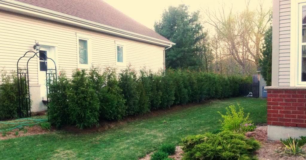Une maison avec une cour verdoyante et une haie devant.