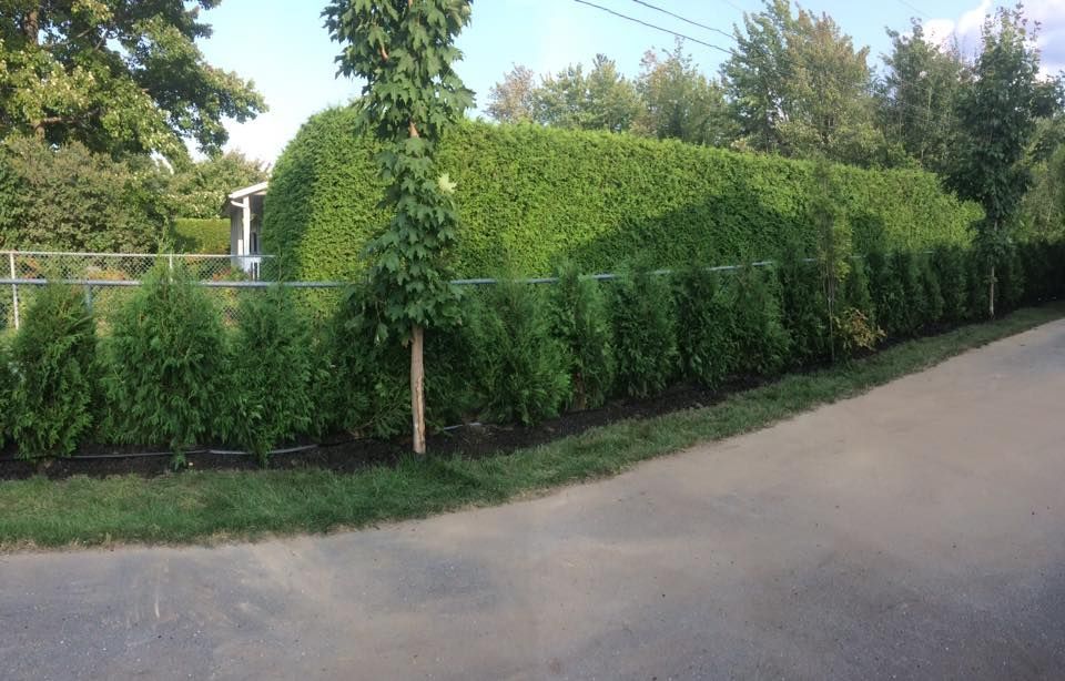 Une grande haie le long d'une route.