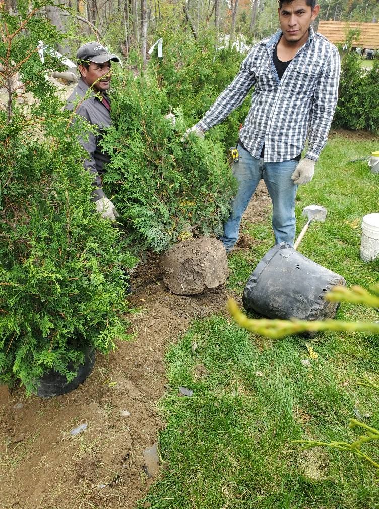 Deux personnes plantent des conifères à l'extérieur ; l'une d'elles désigne du doigt.