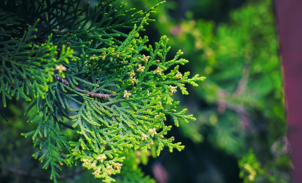 Un gros plan d'une branche de pin avec des feuilles vertes.