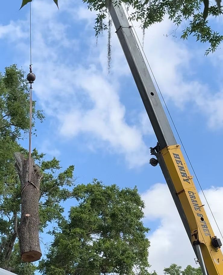 Expert Large Tree Removal in All of Central Florida