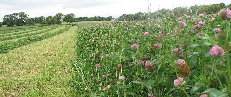 Protein Sile Protein Sile