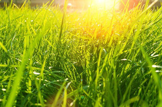 wet grass with sunlight