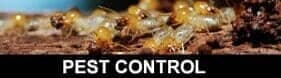 Termites - Pest Control