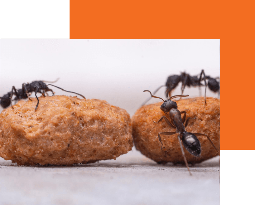 Big-Ants