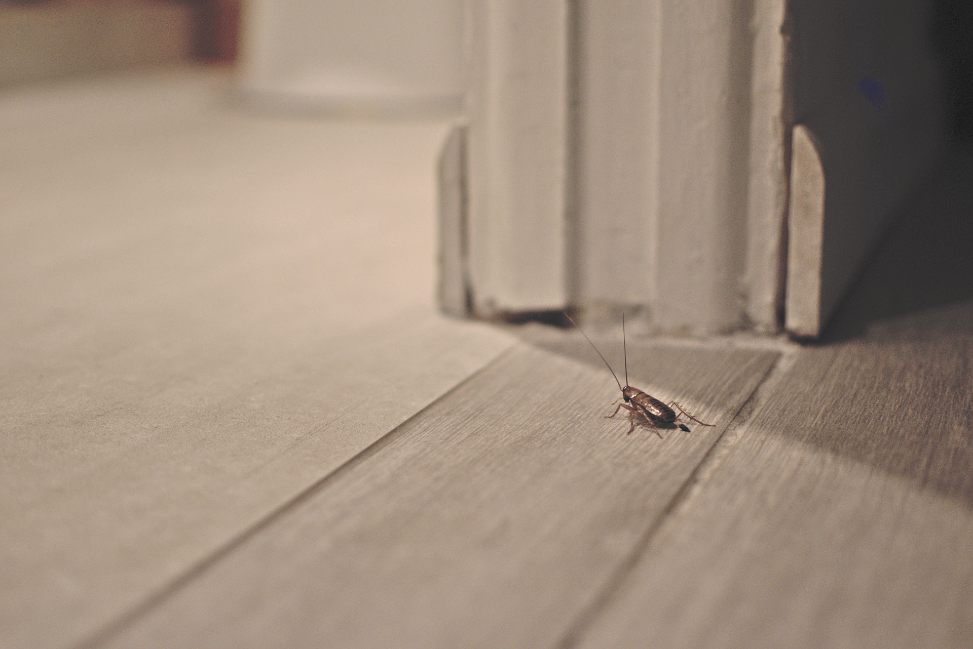 cockroach-on-wood-floor