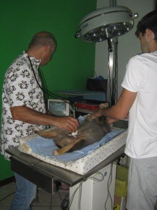 visita veterinaria