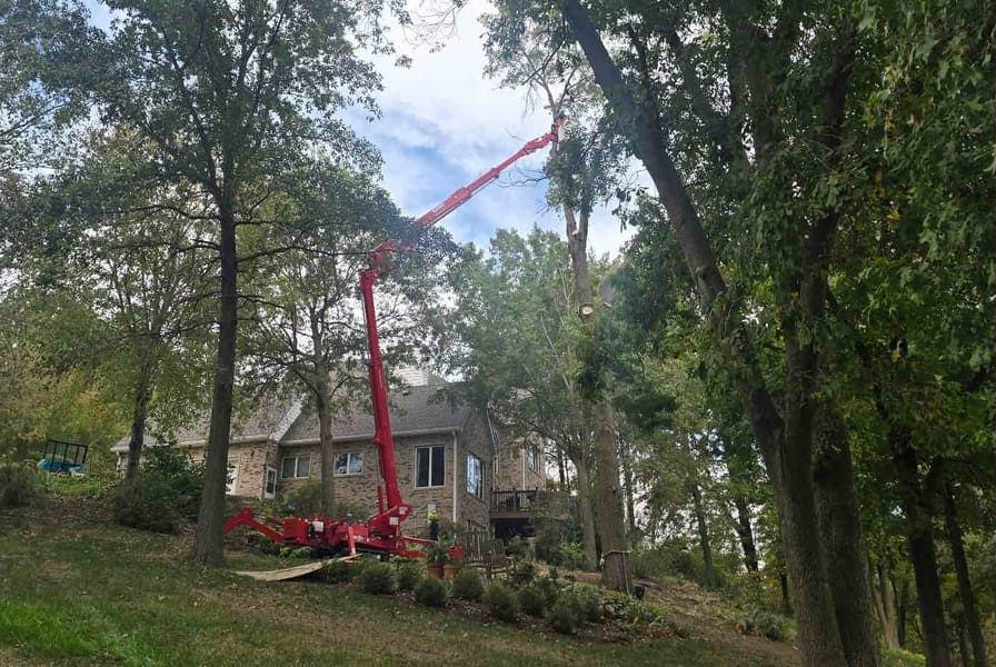 A red tree trimming lift reaching into a tall tree near a house on a hillside.