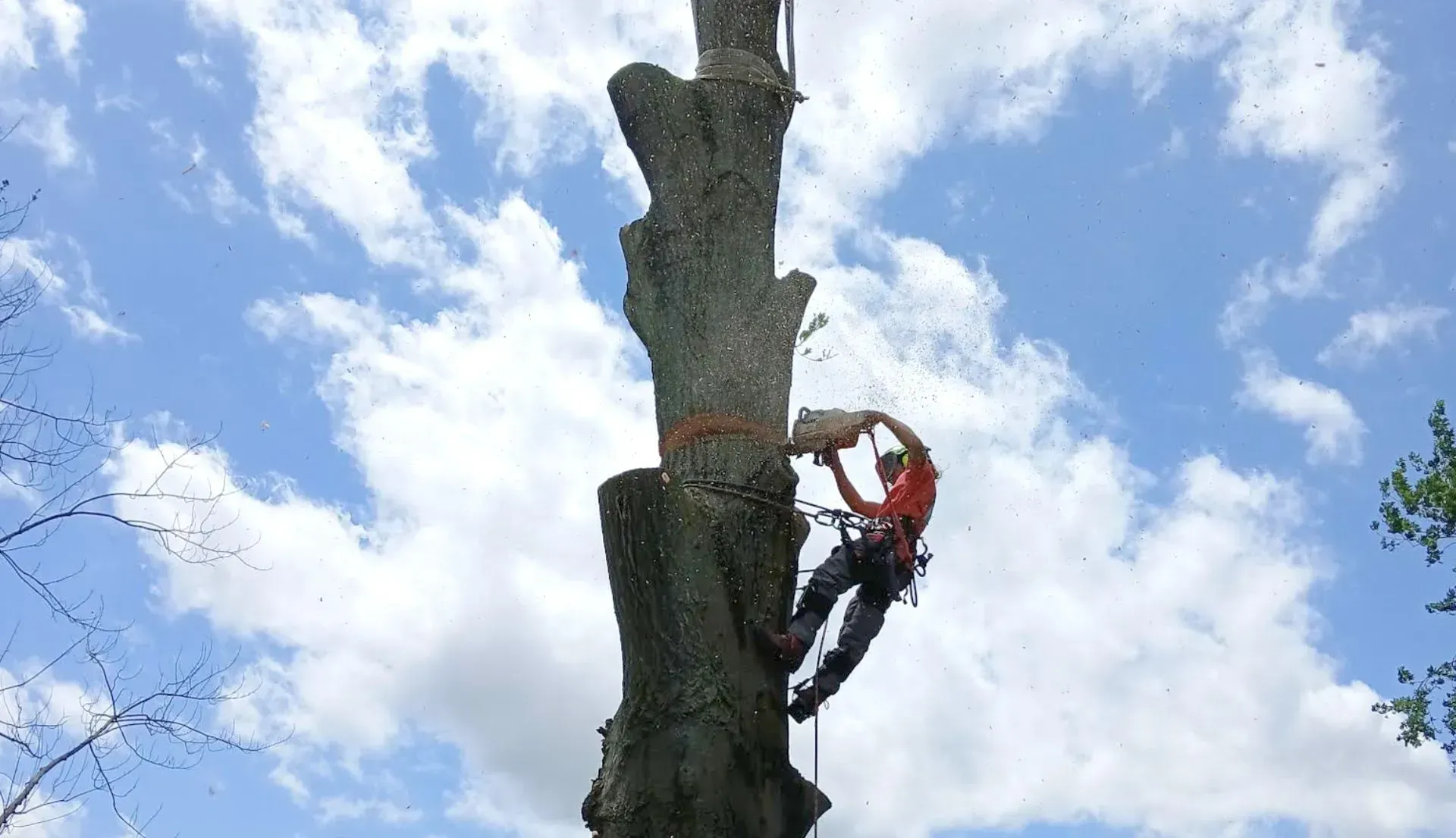 Arborist cutting a tree trunk with a chainsaw, wearing safety gear, set against a cloudy blue sky.