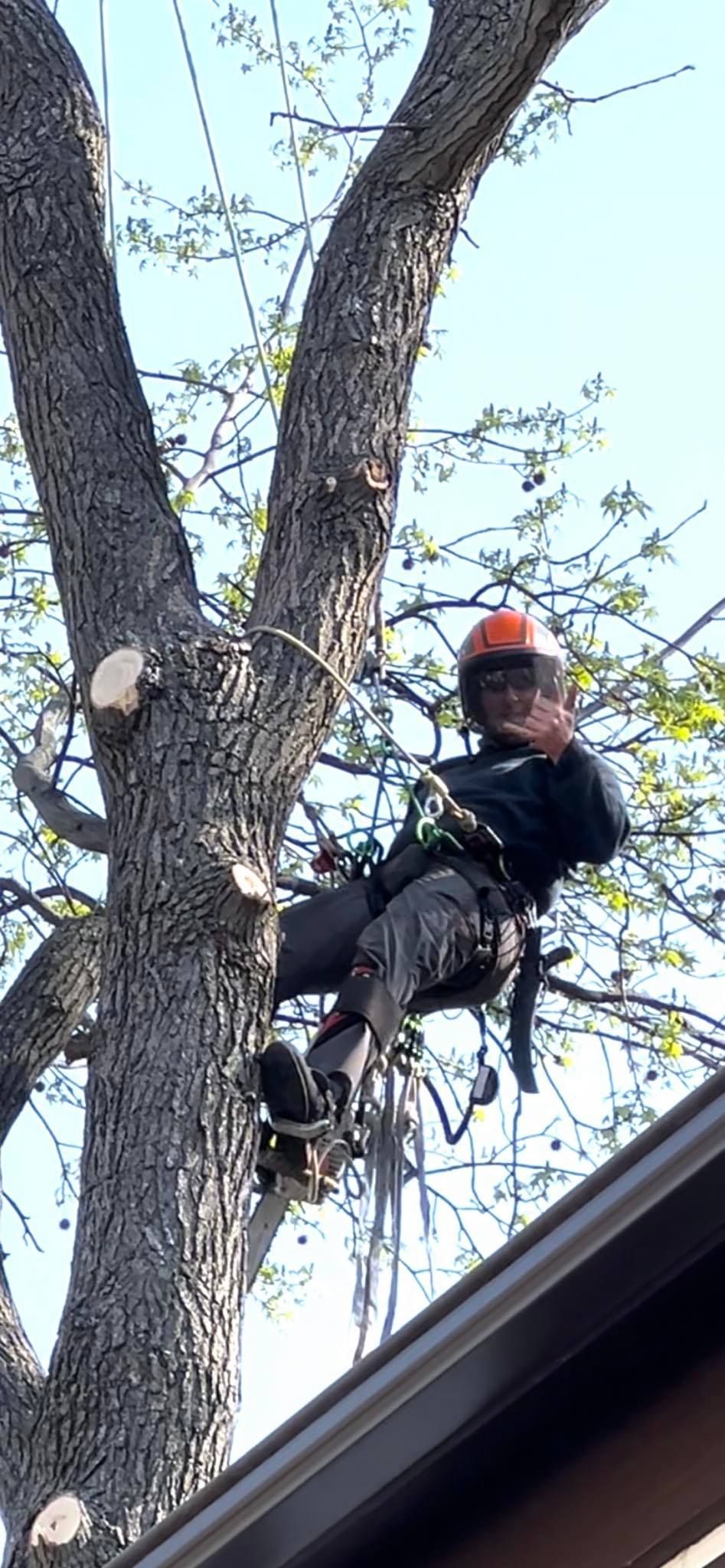 Arborist in safety gear, giving a thumbs up, working in a tree.